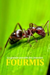 Fabulous Insects – Ants